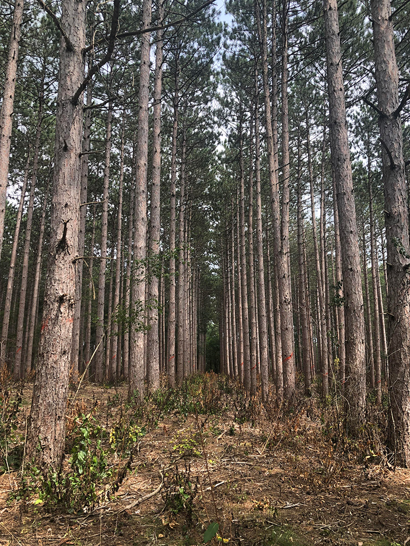 Pines at Old World Wisconsin