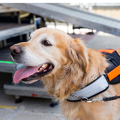 Golden retriever dog in service animal vest